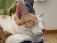IMG_1550.jpeg