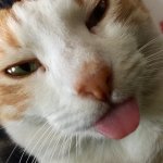 IMG_8329.jpeg