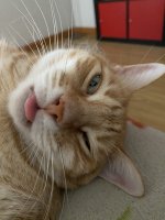 IMG_1523.jpeg