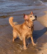 Daisy_@_AuTrain_Beach_2023.jpg