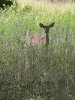 IMG_8746.jpeg