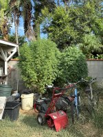 Back Plants.jpeg