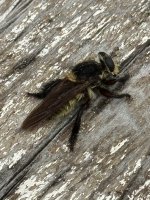 Horse Fly2.jpeg