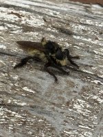 Horse Fly3.jpeg