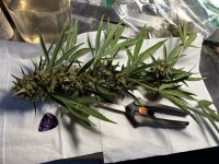 23 Pineapple Road test bud.jpeg