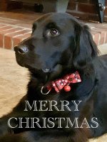 Bearon_Christmas_2021.jpg