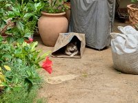 putzi_in_paper_bag.jpg