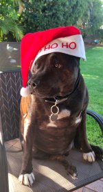 Max Christmas Day 2023.jpg