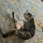 IMG_0102.jpeg