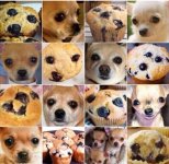 Dog or muffin.JPG