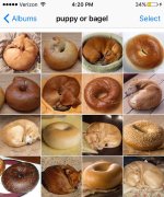 Puppy or Bagel.jpg