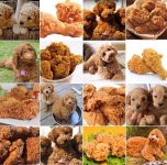Dog or fried chicken.jpg
