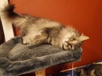 Fluffernutter.jpg