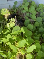 IMG_8793.jpeg