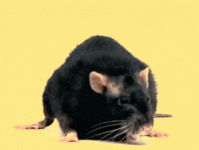 200w (6).gif