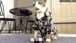you-can-ring-my-bell.gif