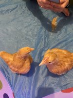 IMG_9021.jpeg