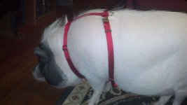 pig halter collar wtf.jpg