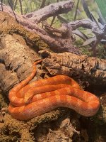 IMG_9075.jpeg