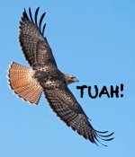 Hawk_Tauh.jpg