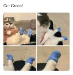 cat-crocs.jpeg