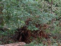 Oak roots.jpg
