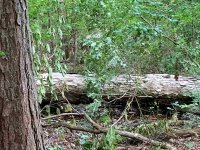 White oak.jpg