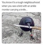 Rough neighborhood.JPG