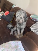 IMG_2490.jpeg