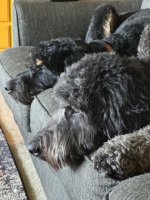 IMG_0401.jpeg