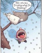 pigeon target.JPG