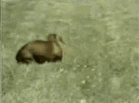 dog-sleepy.gif