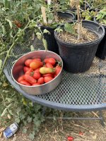 Christmas day tomato haul.JPEG