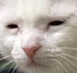 1735687621446.png