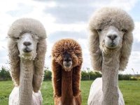Phil Spector look-alike contest.JPG