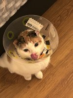 IMG_8100.jpeg