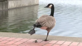 CANADA GOOSE POOP 11.webp