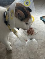 IMG_8113.jpeg