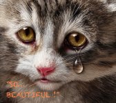 KITTEN TEAR.jpeg