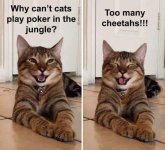 why can't cats play poker.JPG