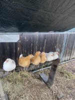 IMG_0421.jpeg