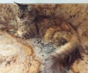 Olivia on Lapidus counter top.jpg