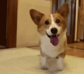 9ebc13b5f78c4043cfebbe640a9309ae.gif