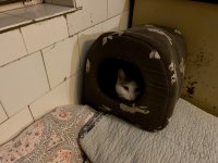 IMG_4181.jpeg