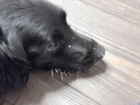 Bearon_Porcupine.JPG
