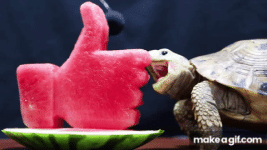 EwyzqG (1).gif