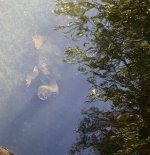 Snakeneck turtle copy.jpg