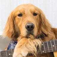 Traynorbanger
