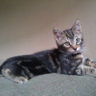 jovino